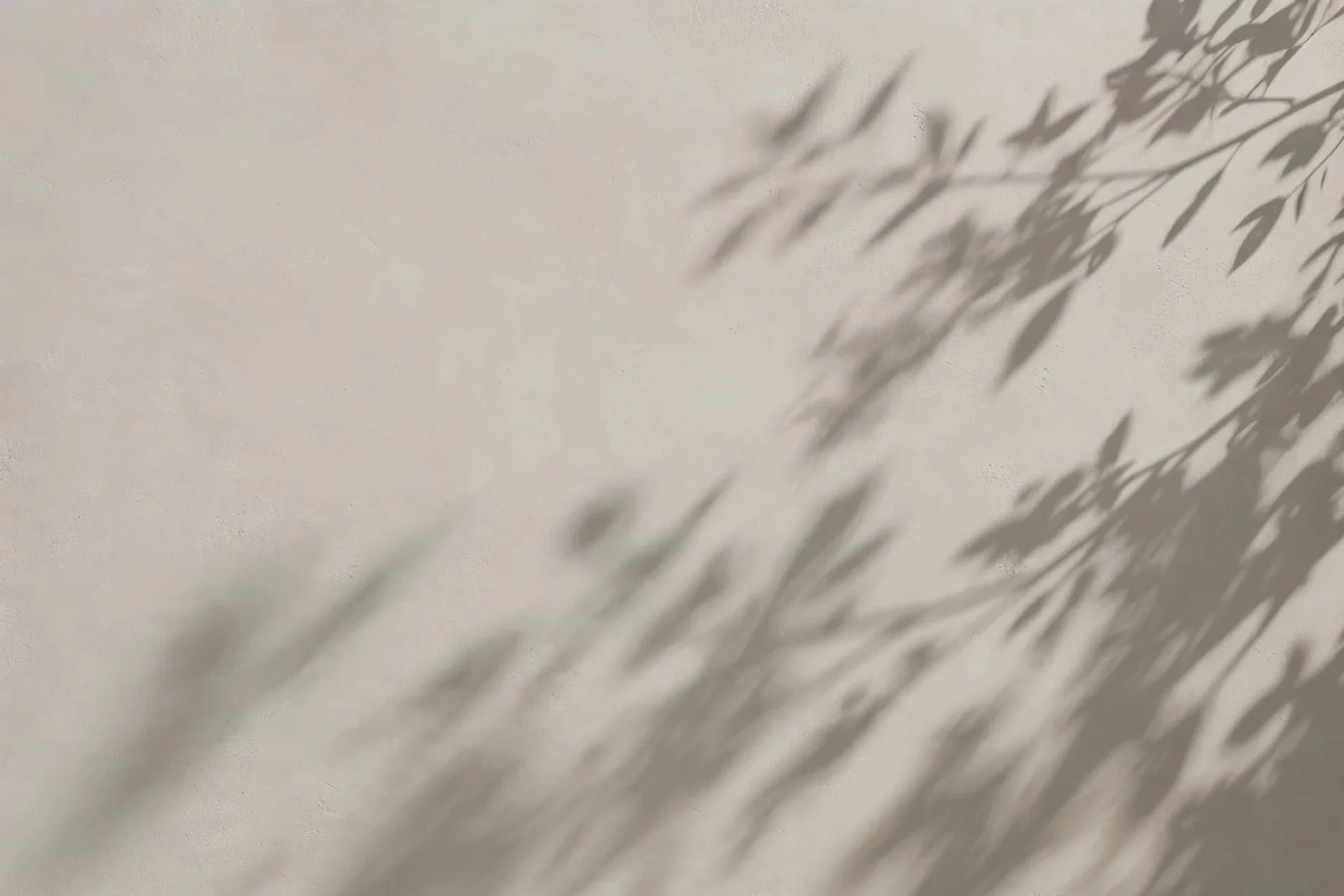 Sombras suaves de folhas projetadas sobre uma parede clara.