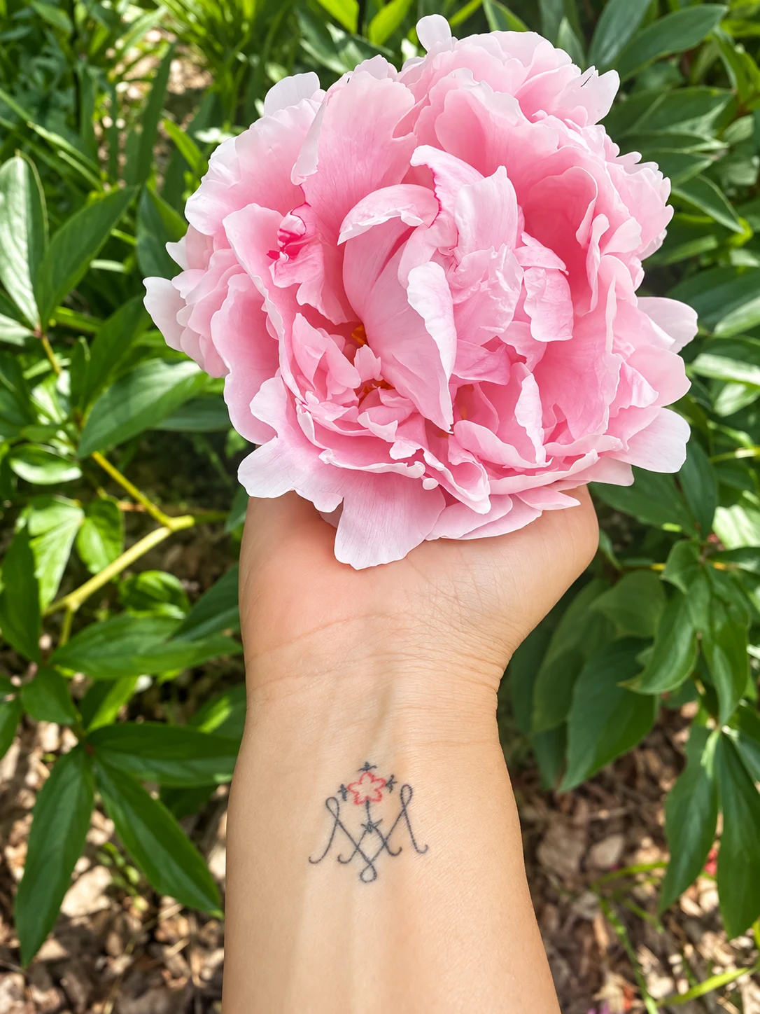 Uma rosa cor-de-rosa aberta na palma da mão.